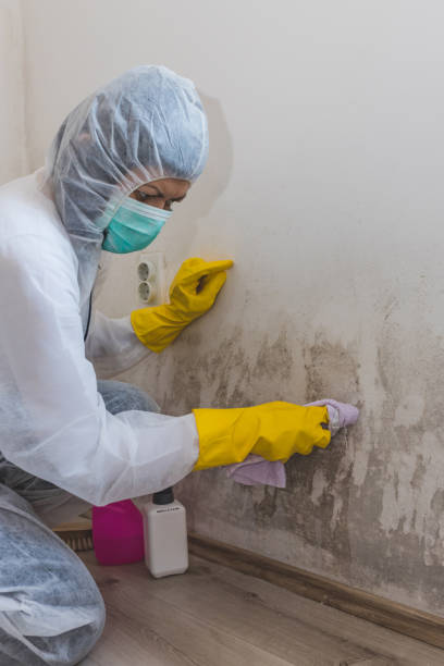 Best Dehumidification Services  in Kelso, WA